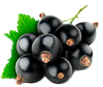 grosella-negra 1